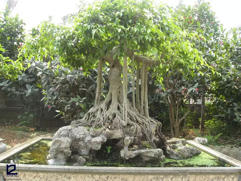 Siêu cây cảnh trăm triệu một thời, nay bán rao vệ đường giá rẻ-2