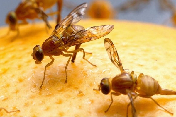 Dù nhà có tiền hay không thì cũng nhớ rắc hạt tiêu dưới gầm giường nhé, đó không phải là mê tín dị đoan, về nhà làm thử xem sao nhé!-8