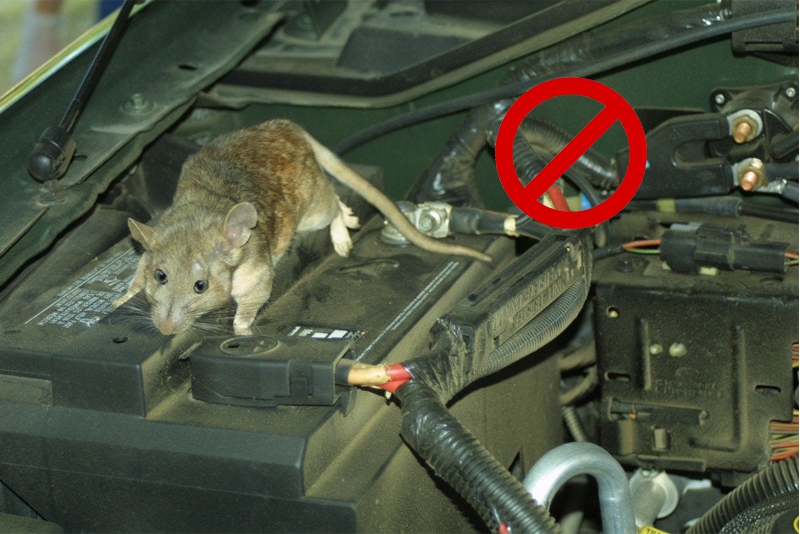 Cách chống chuột cùng các loài gây hại cho xe ô tô cực đơn giản-1