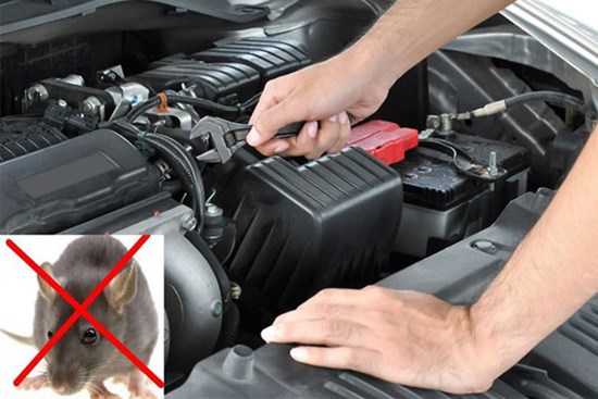 Cách chống chuột cùng các loài gây hại cho xe ô tô cực đơn giản