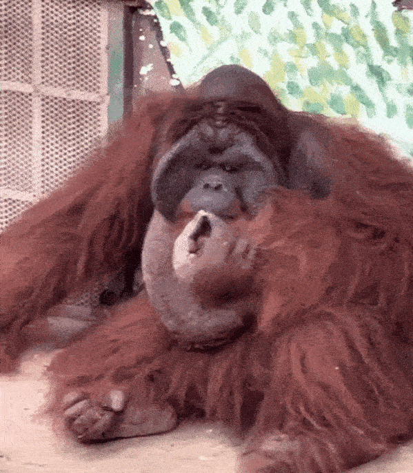 Xôn xao clip đười ươi trong Thảo Cầm Viên Sài Gòn phì phèo điếu thuốc-1