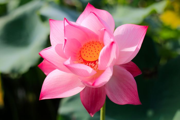 Nóng 38 độ C, giới trẻ vẫn đổ đi chụp ảnh ở đầm sen-2