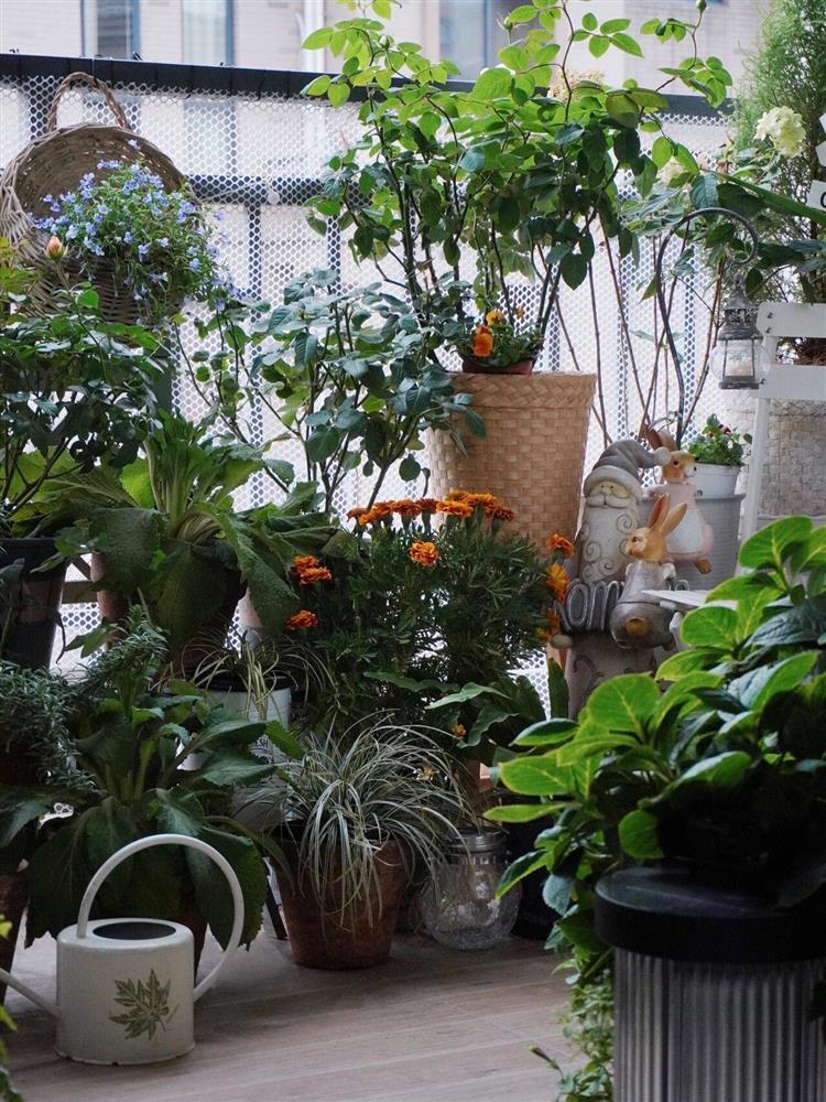 Mẹ đảm ở thành phố tận hưởng trọn vẹn thú vui trồng cây bên ngoài ban công nhà chỉ vỏn vẹn 4m²-4