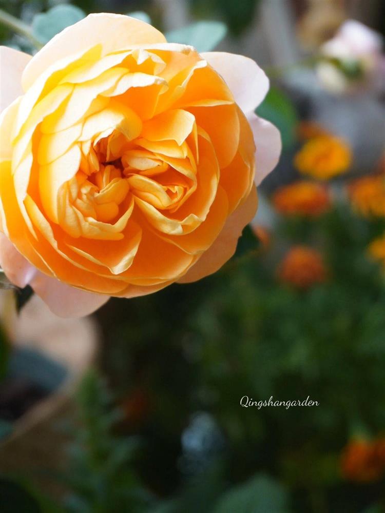 Mẹ đảm ở thành phố tận hưởng trọn vẹn thú vui trồng cây bên ngoài ban công nhà chỉ vỏn vẹn 4m²-10