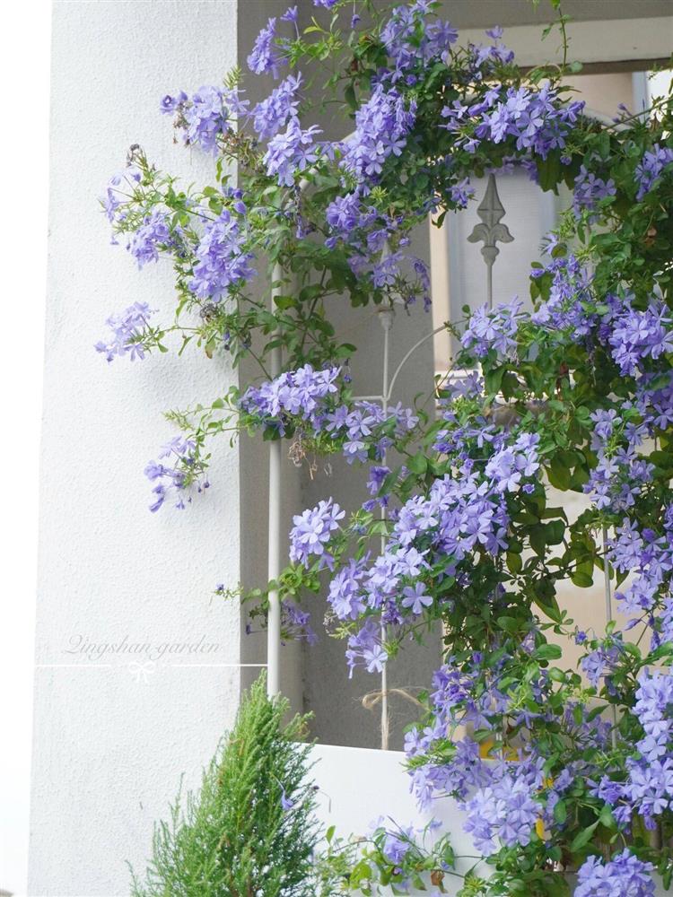 Mẹ đảm ở thành phố tận hưởng trọn vẹn thú vui trồng cây bên ngoài ban công nhà chỉ vỏn vẹn 4m²-15