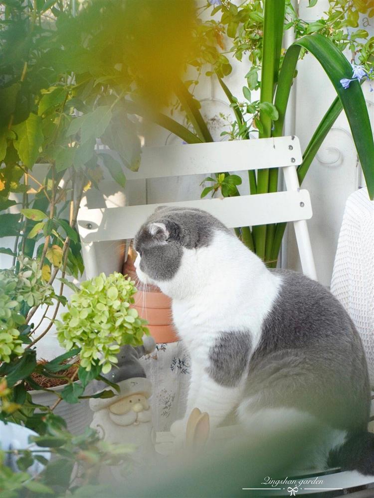 Mẹ đảm ở thành phố tận hưởng trọn vẹn thú vui trồng cây bên ngoài ban công nhà chỉ vỏn vẹn 4m²-19