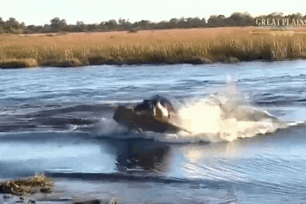 Hà mã một mình đánh đuổi đàn sư tử-1