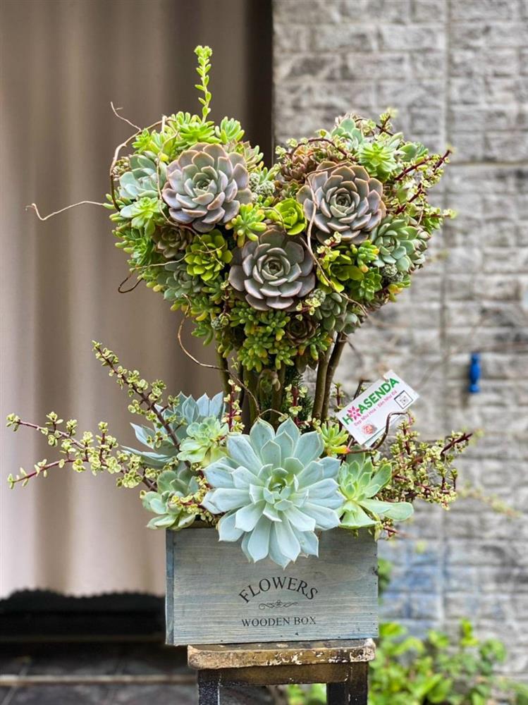 Nhổ sen đá cắm thành bình hoa khủng, giá tiền triệu vẫn hút khách-3