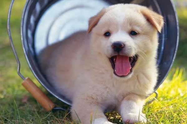 4 tuổi vơ hết lộc trời trong nhà Thần Tài che chở, ra ngoài Quý Nhân nâng đỡ giàu khủng trong 6 tháng tới-1