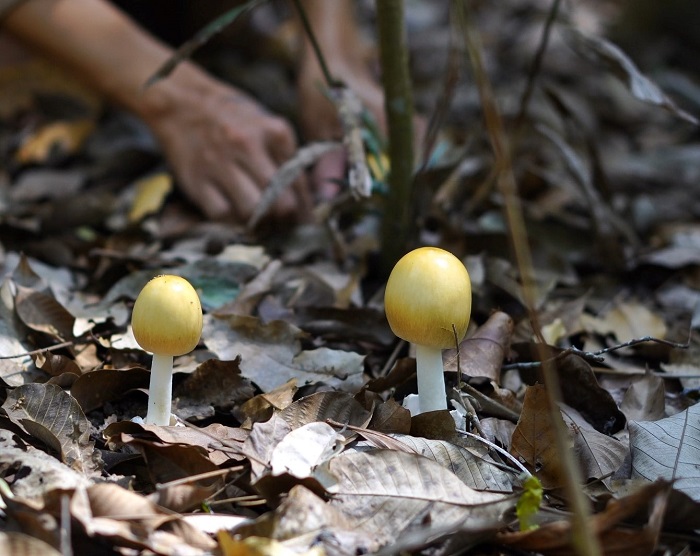 Nhìn hệt quả trứng gà, loại nấm này đang được lùng mua với giá nửa triệu đồng/kg-2