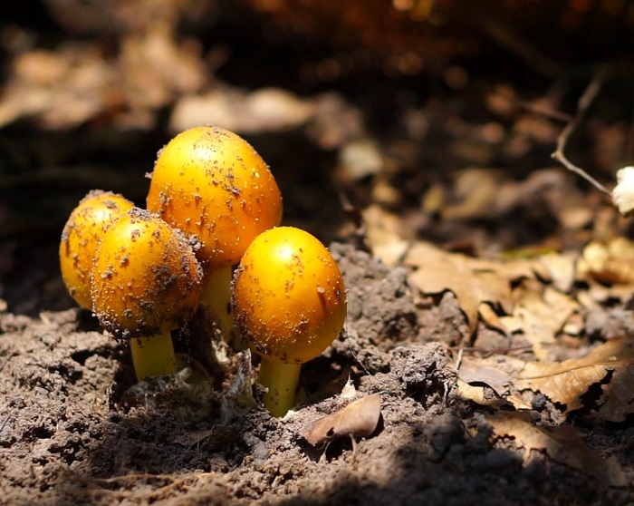 Nhìn hệt quả trứng gà, loại nấm này đang được lùng mua với giá nửa triệu đồng/kg-3