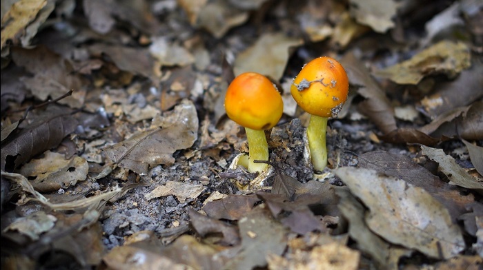 Nhìn hệt quả trứng gà, loại nấm này đang được lùng mua với giá nửa triệu đồng/kg-4