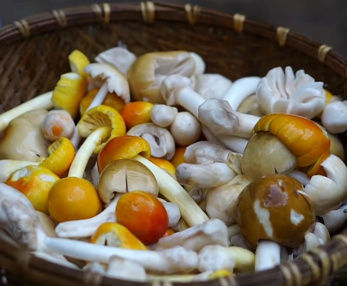 Nhìn hệt quả trứng gà, loại nấm này đang được lùng mua với giá nửa triệu đồng/kg-6