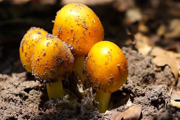 Nấm lực sĩ to như cái chum, giá đắt ngang biệt thự-4