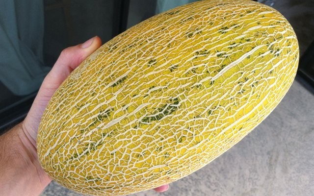 5 mẹo chọn dưa lưới ngọt lịm, mỏng vỏ, 10 quả ngon cả 10-1