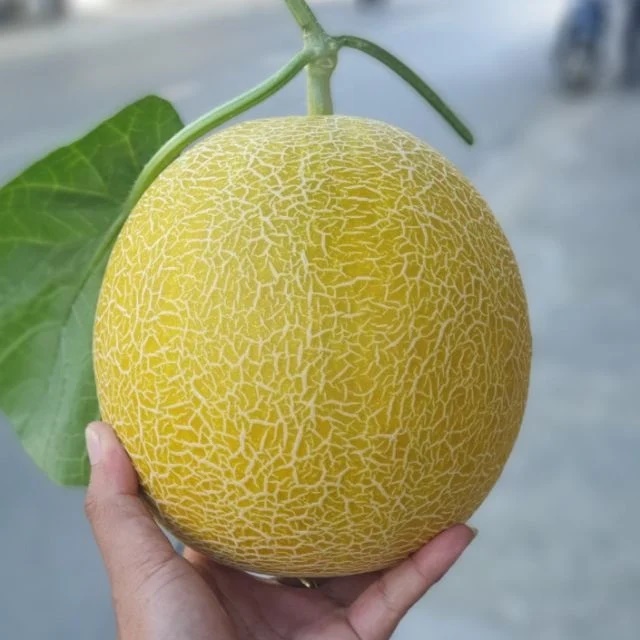 5 mẹo chọn dưa lưới ngọt lịm, mỏng vỏ, 10 quả ngon cả 10-2