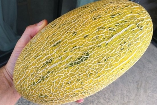 5 mẹo chọn dưa lưới ngọt lịm, mỏng vỏ, 10 quả ngon cả 10