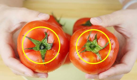 Khi mua cà chua tốt nhất nên chọn loại 6 lá”, lưu ý 2 điểm này sẽ không mua phải cà chua hóc môn-2
