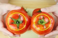 Khi mua cà chua tốt nhất nên chọn loại “6 lá”, lưu ý 2 điểm này sẽ không mua phải cà chua hóc môn