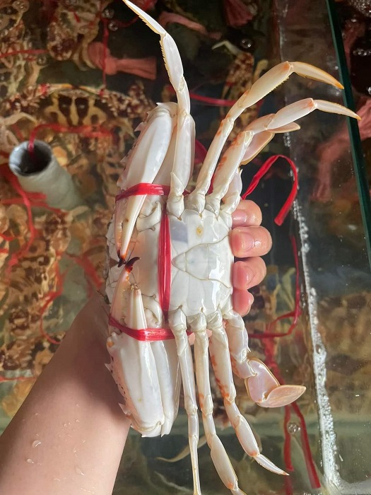 Ghẹ bông đỏ ngập chợ có giá rẻ bất ngờ”, chỉ từ 160 nghìn đồng/kg-3