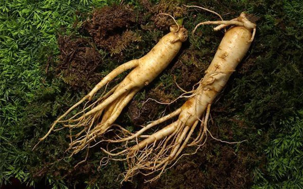 Nhân sâm đại bổ nhưng lại có thể là ‘thuốc độc’ với những người sau-3