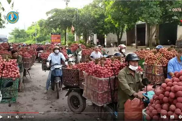 Bắc Giang lên tiếng về thông tin vải thiều giá 5 nghìn đồng/kg-1