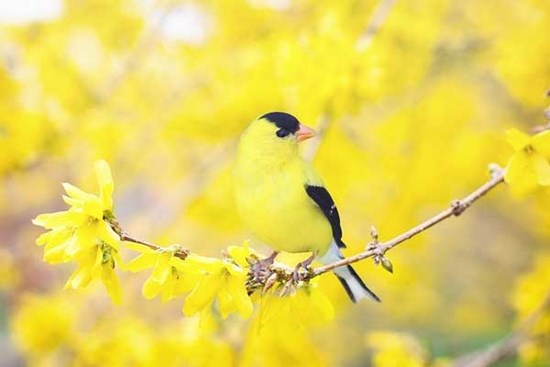 Cả đời được gia đình che chở, 3 con giáp cơm áo không lo, tiền bạc không thiếu