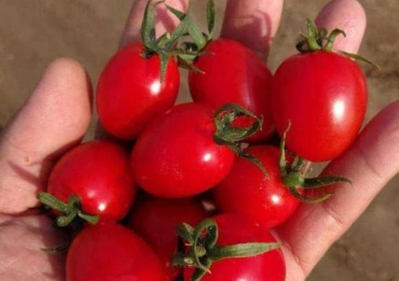 Cà chua bi nên nhọn hay tròn? Hướng dẫn các bạn 3 mẹo chọn, đảm bảo không bị hớ-2