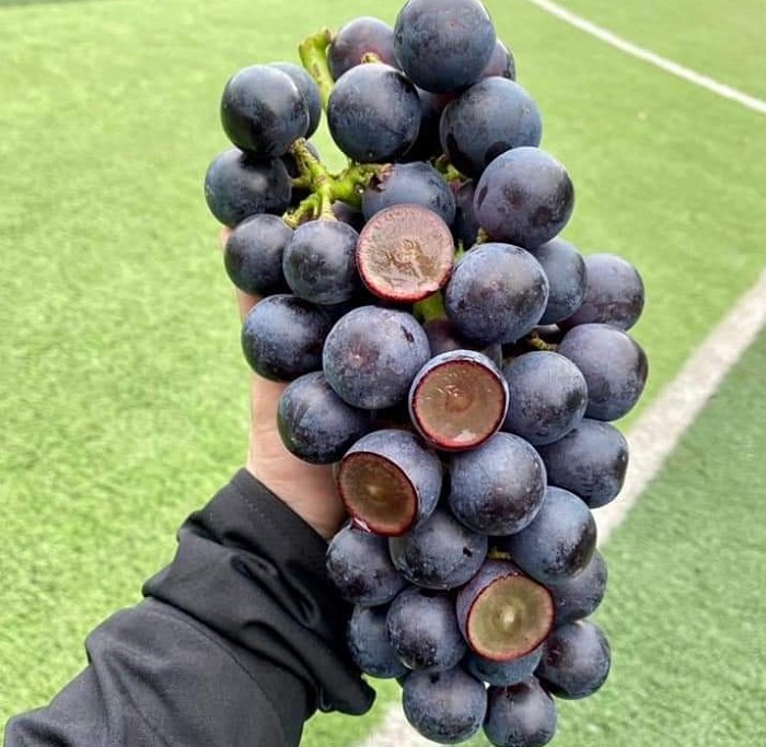 Nho đen không hạt bán đầy chợ mạng với giá chỉ 40 nghìn đồng/kg, nguồn gốc ở đâu?-1