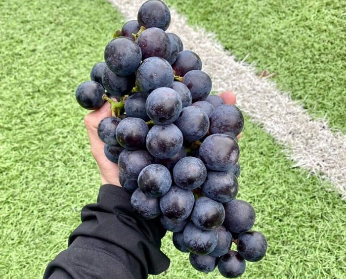 Nho đen không hạt bán đầy chợ mạng với giá chỉ 40 nghìn đồng/kg, nguồn gốc ở đâu?-2