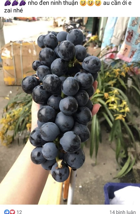Nho đen không hạt bán đầy chợ mạng với giá chỉ 40 nghìn đồng/kg, nguồn gốc ở đâu?-3