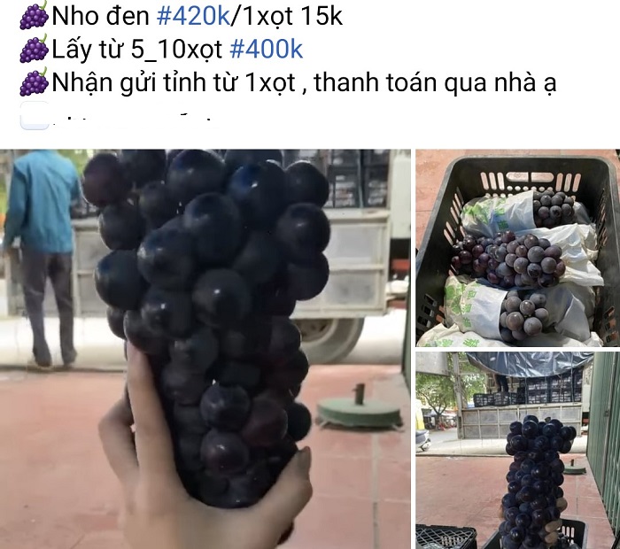 Nho đen không hạt bán đầy chợ mạng với giá chỉ 40 nghìn đồng/kg, nguồn gốc ở đâu?-4