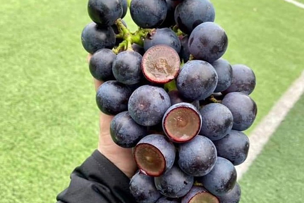 Sườn que siêu rẻ, chỉ từ 35.000/kg ngập tràn chợ mạng-3