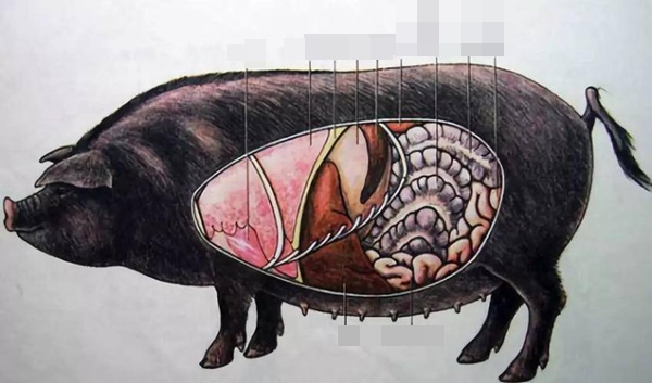 2 bộ phận bẩn và độc bậc nhất của con lợn, dù ngon nhưng bác sĩ khuyên nên ăn ít-1