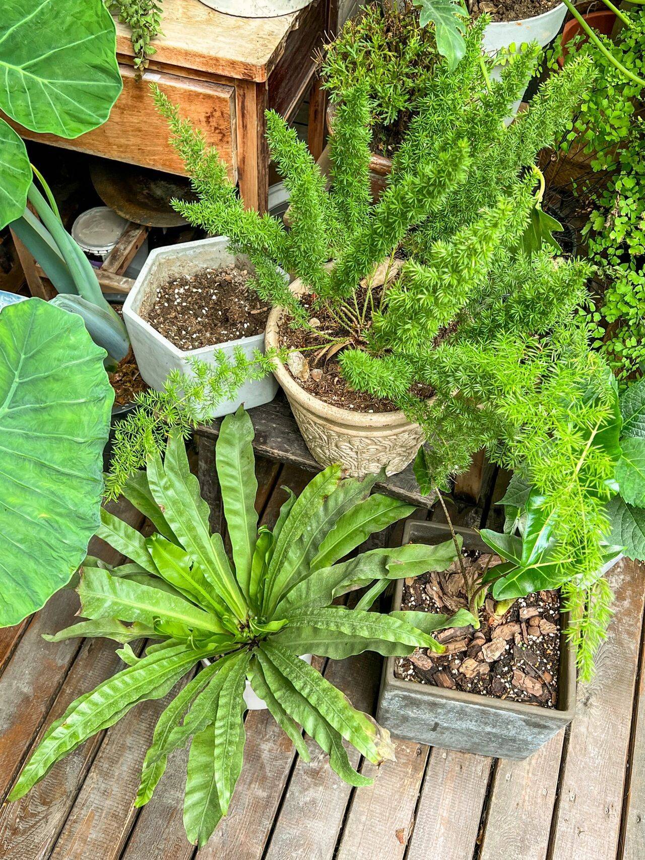 Cô nàng 9x sở hữu khu vườn cực chill sau 3 năm chăm sóc-17