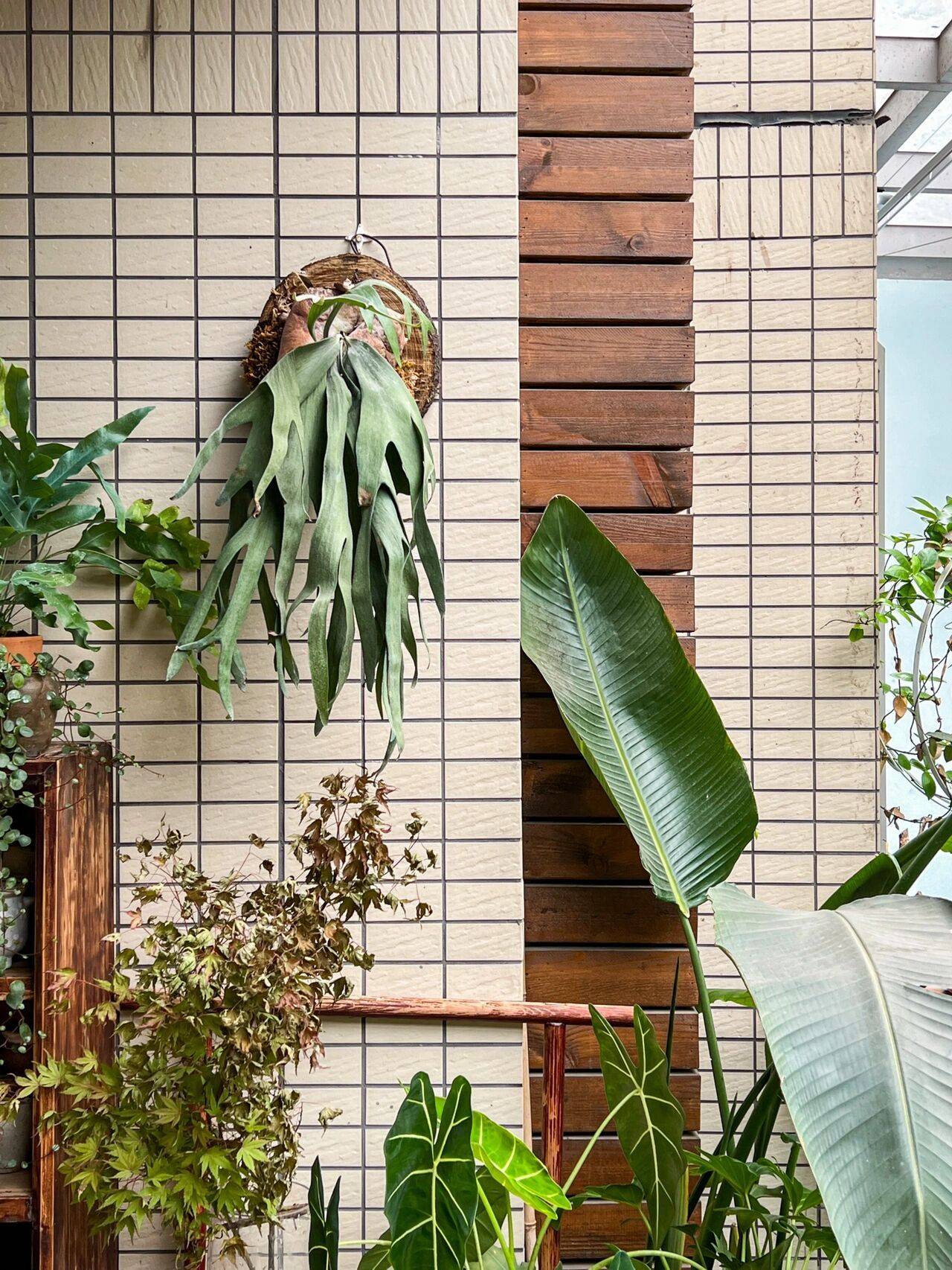 Cô nàng 9x sở hữu khu vườn cực chill sau 3 năm chăm sóc-14