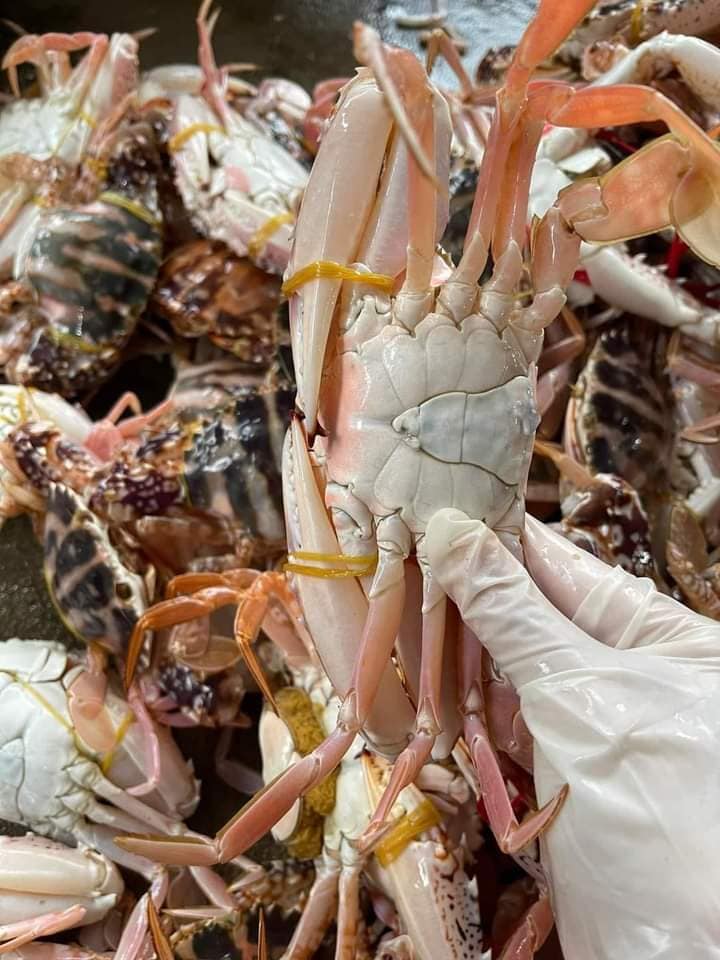 Ghẹ nang đỏ Quảng Ninh ngập chợ với giá chỉ từ 150 nghìn đồng/kg-5