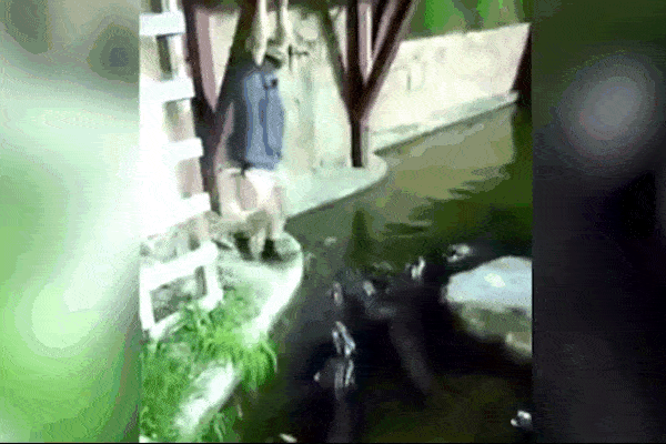 Clip: Đứt dây thừng, người đàn ông rơi thẳng xuống hồ cá sấu
