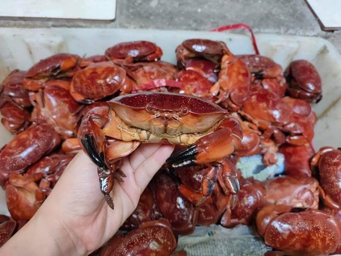 Đặc sản Quảng Ninh được ví như cua hoàng đế được bán với giá chỉ 19 nghìn đồng/con-3