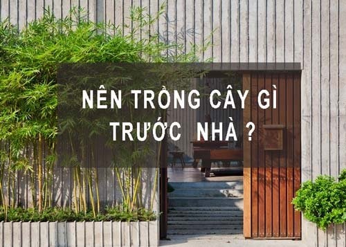 6 loại cây ví như Thần Tài, cứ trồng trước cửa là mời gọi tiền tài, lộc không đếm xuể-2