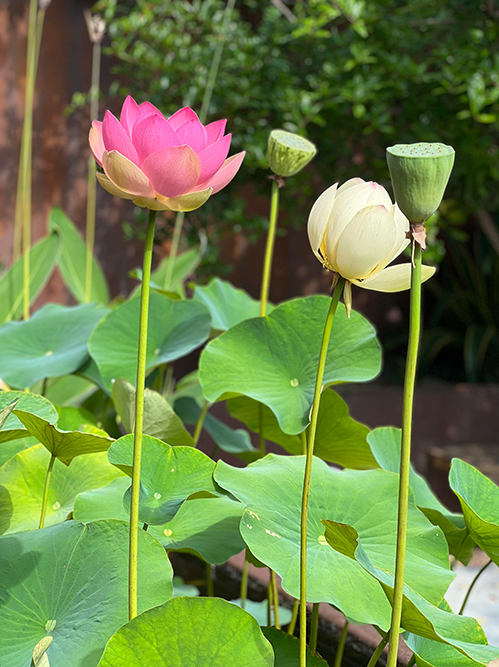 Không chỉ sen, vườn nhà Dương Mỹ Linh ở Mỹ ngập sắc hoa-3