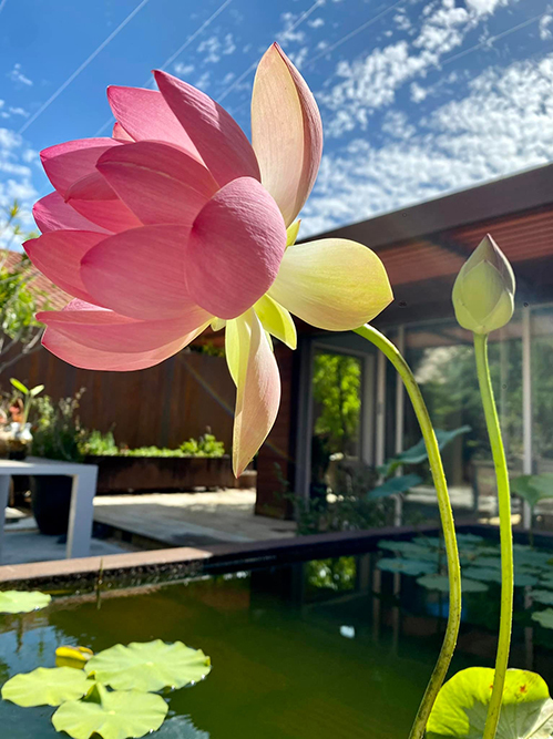 Không chỉ sen, vườn nhà Dương Mỹ Linh ở Mỹ ngập sắc hoa-4