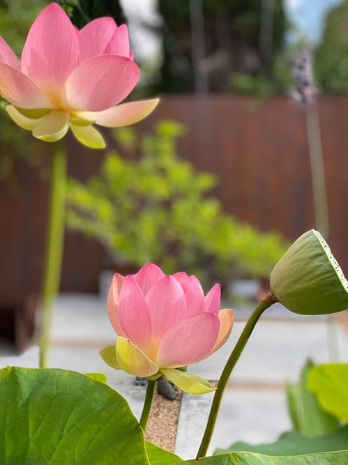 Không chỉ sen, vườn nhà Dương Mỹ Linh ở Mỹ ngập sắc hoa-5