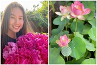 Không chỉ sen, vườn nhà Dương Mỹ Linh ở Mỹ ngập sắc hoa