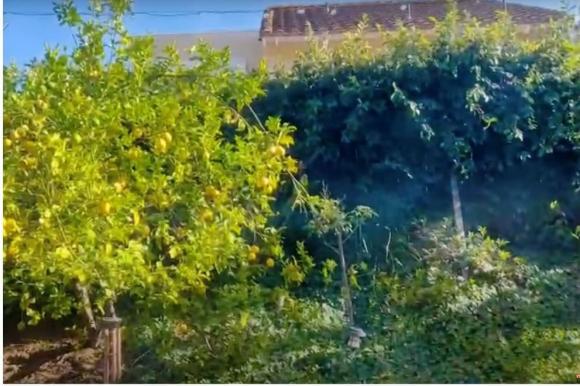 NSND Hồng Vân khoe không gian sống của con gái đầu lòng tại Mỹ, mê nhất là vườn trái cây trĩu quả-10