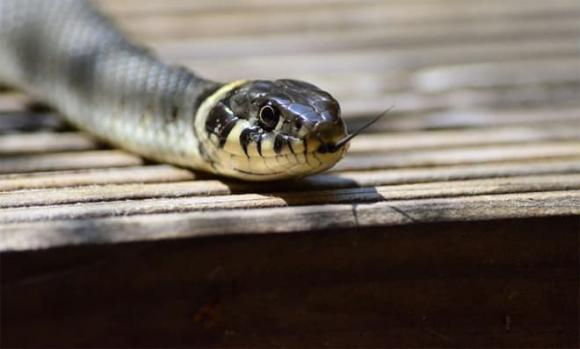 Trong 3 tháng tới, có 3 con giáp gặt hái niềm vui tài lộc, giàu có vượt bậc, vạn sự hanh thông-2