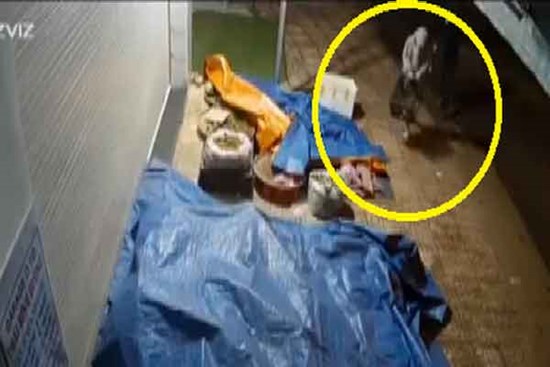 Clip: Phẫn nộ 2 thanh niên lợi dụng lúc nửa đêm trộm hoa quả của người dân