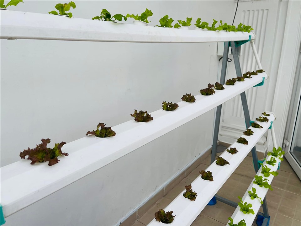 MC Đại Nghĩa hé lộ vườn rau sạch đủ các loại bên trong biệt thự triệu đô-2