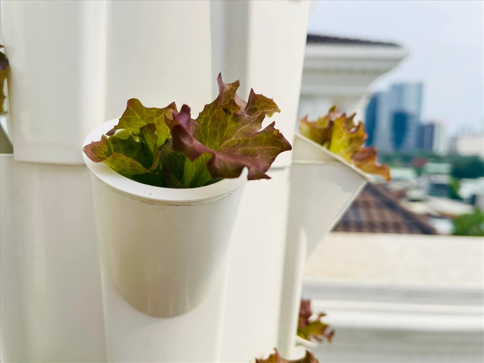 MC Đại Nghĩa hé lộ vườn rau sạch đủ các loại bên trong biệt thự triệu đô-3