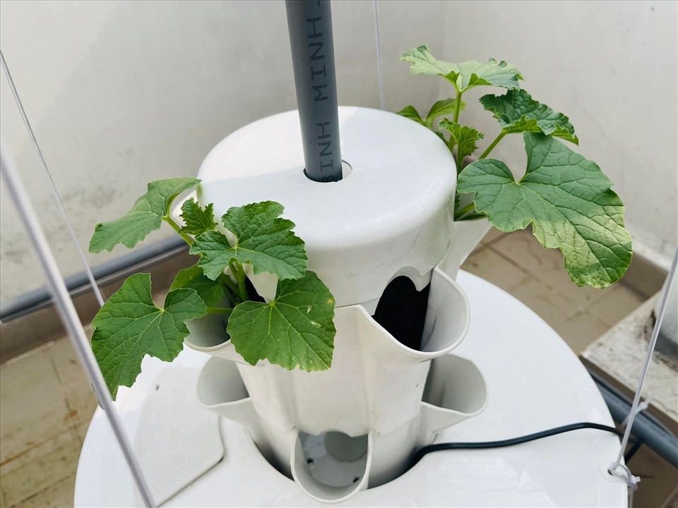 MC Đại Nghĩa hé lộ vườn rau sạch đủ các loại bên trong biệt thự triệu đô-4